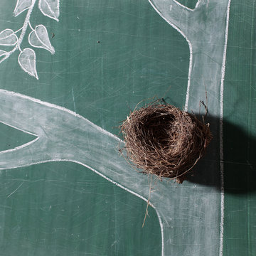 Bird neast on school blackboard
