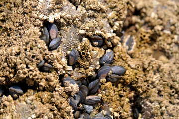 Muscheln am Felsen