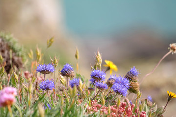 Ausdauerndes Sandglöckchen, Wildblumen 2