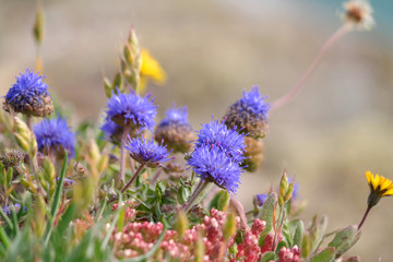 Ausdauerndes Sandglöckchen, Wildblumen