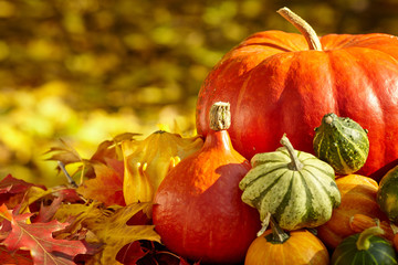 Autumn season decoration with pumpkin and foliage maple leaves - obrazy, fototapety, plakaty