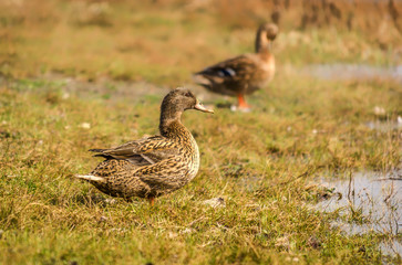 ducks