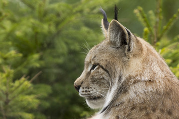 Fototapeta premium Lynx
