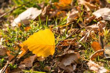 シラカバの落ち葉