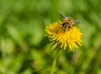 Bee