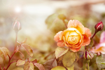 Fototapety  Żółta róża w słońcu