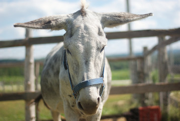 donkey with flat ears in enclosure at the farm 

