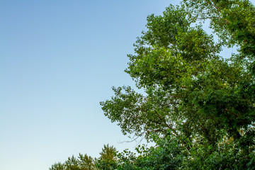 Green tree top line over blue sky and clouds background in summer