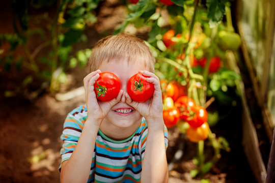 Portrait smiling boy holding red ripe tomatoes before his eyes i