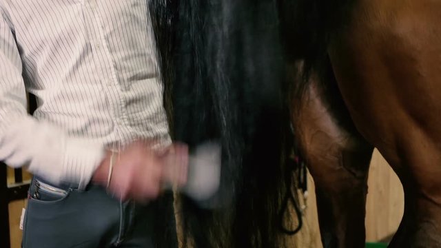 Close-up: man combing the horse tail