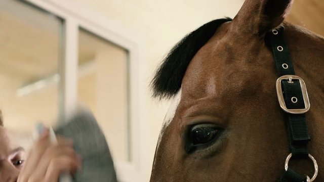Close-up: man combing a muzzle horse