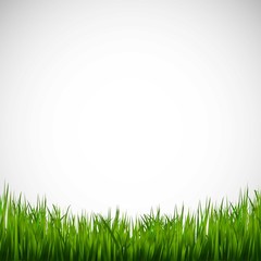 Obraz premium Green grass