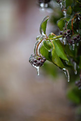 ice cover on the plants