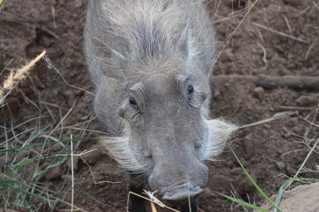 Fototapeta premium A warthog's head from above in a game reserve