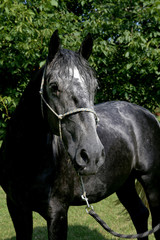 Obraz premium Gentle young lipizzaner standing with homemade bridle