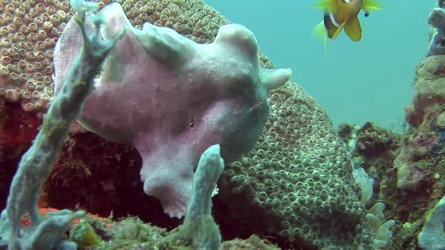 Frogfish, Antennariidae scuba diving underwater  philippines