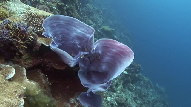 scuba diving divers swim over coral beautiful coral with lots of colors philippines