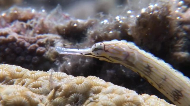 pipefish Syngnathus scuba diving underwater  philippines