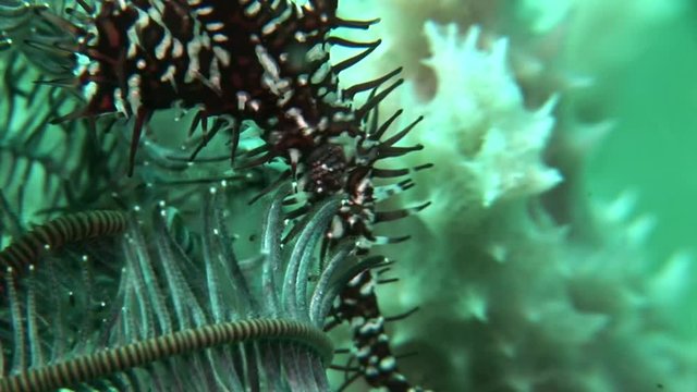 gohst pipefish solenostomus paradoxus philippines scuba diving