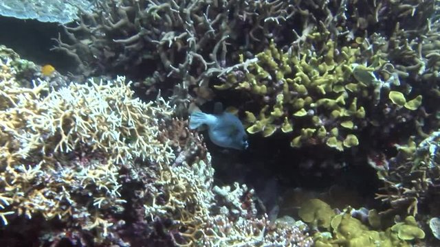 fish special recordings and soft coralscuba diving underwater  philippines