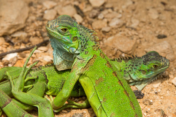 Iguanas in Honduras