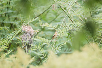 A female Streaked Weaver make her nest.