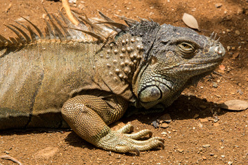 Iguanas in Honduras