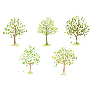 broadleaf tree illustration