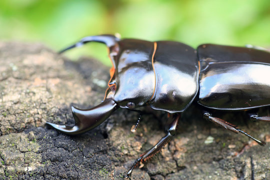 รูปภาพAntaeus – เลือกดูภาพถ่ายสต็อก เวกเตอร์ และวิดีโอ95 | Adobe Stock