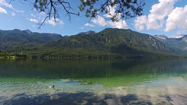 Amazing Bohinj Lake in morning. Duck is swimming in deep clear water with fish. Gorgeous landscape of Julian Alps. Triglav National Park, Slovenia, Europe.