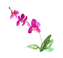 Fototapeta na wymiar hand drawn orchid flower. sketch floral watercolor illustration.