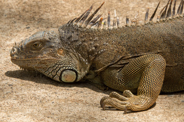 Iguanas in Honduras
