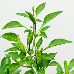 green chili  plant  isolated on white background