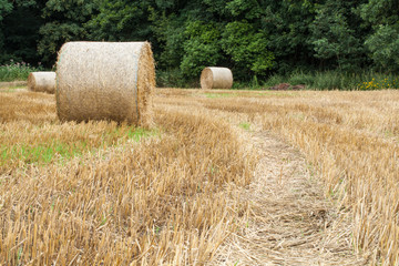 Strohballen auf abgemähtem Feld