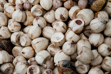 Many young coconuts for background in Thailand