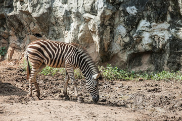 Fototapeta na wymiar Zebra eating in the zoo at Thailand