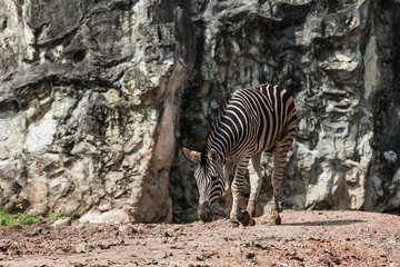 Fototapeta na wymiar Zebra eating in the zoo at Thailand