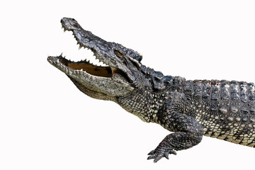 Crocodiles Resting on ground isolate on white background