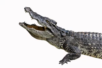 Papier Peint photo autocollant Crocodile Crocodiles Resting on ground isolate on white background