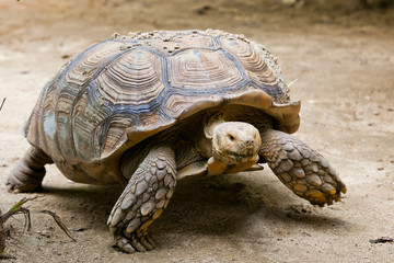 Desert tortoise on groundisolated  nature background