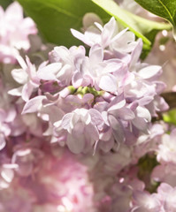 Delicate flowers of lilac pink terry