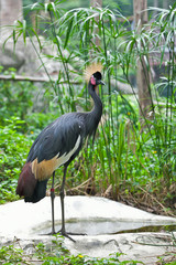 black crowned crane on stone in the zoo