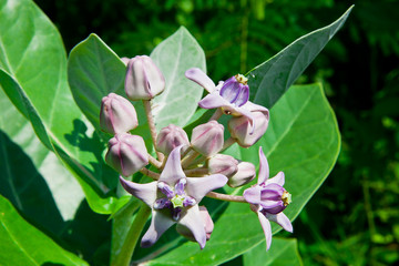 Purple Crown flowers (Calotropis giantea) ,Tropical flower with