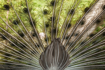 peacock feathers on the open tail in zoo