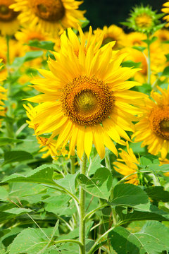 Beautiful yellow sunflower in nature of garden