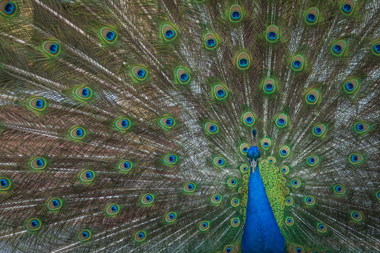 peacock feathers on the open tail in zoo