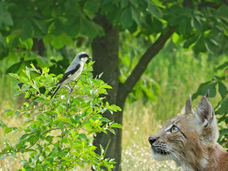 Curious lynx cub hunting for great grey shrike (Lanius excubitor). A friend or breakfast? © natagri