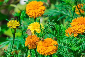 monarch butterfly with marigold flower in the garden