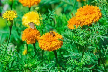 monarch butterfly with marigold flower in the garden