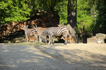 Zebras und Gnus beim fressen 